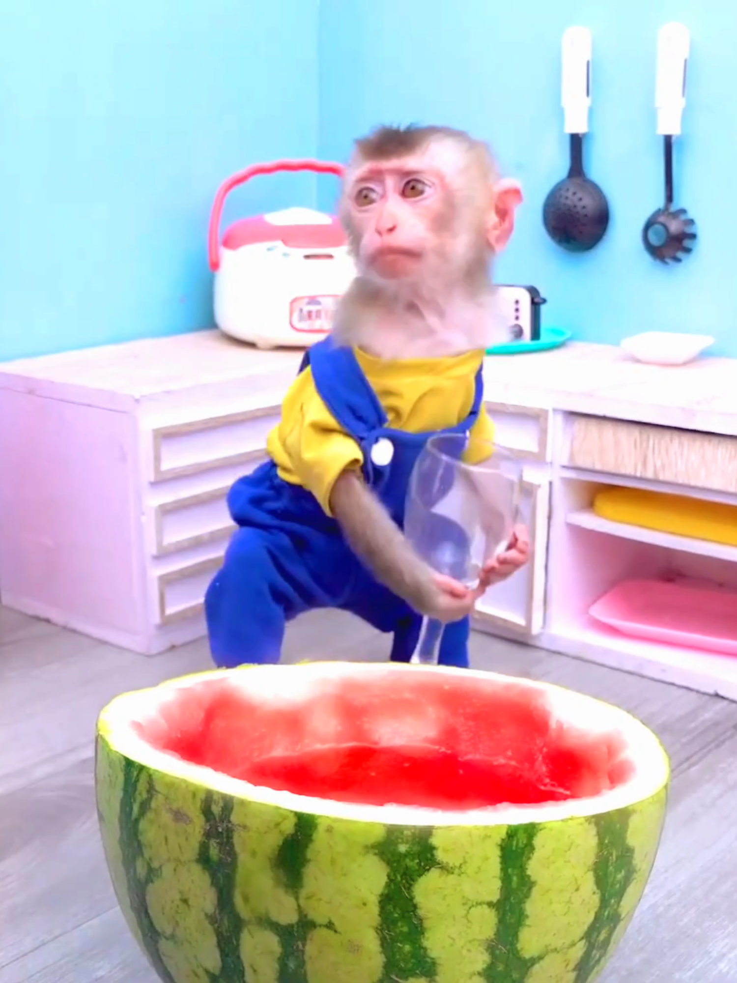 most funny monkey video in 2024 episode 1/02 #funnytiktok #comedyvideo #entertainment #monkey #trendingvideo #virel #tehzeebilyass #2024