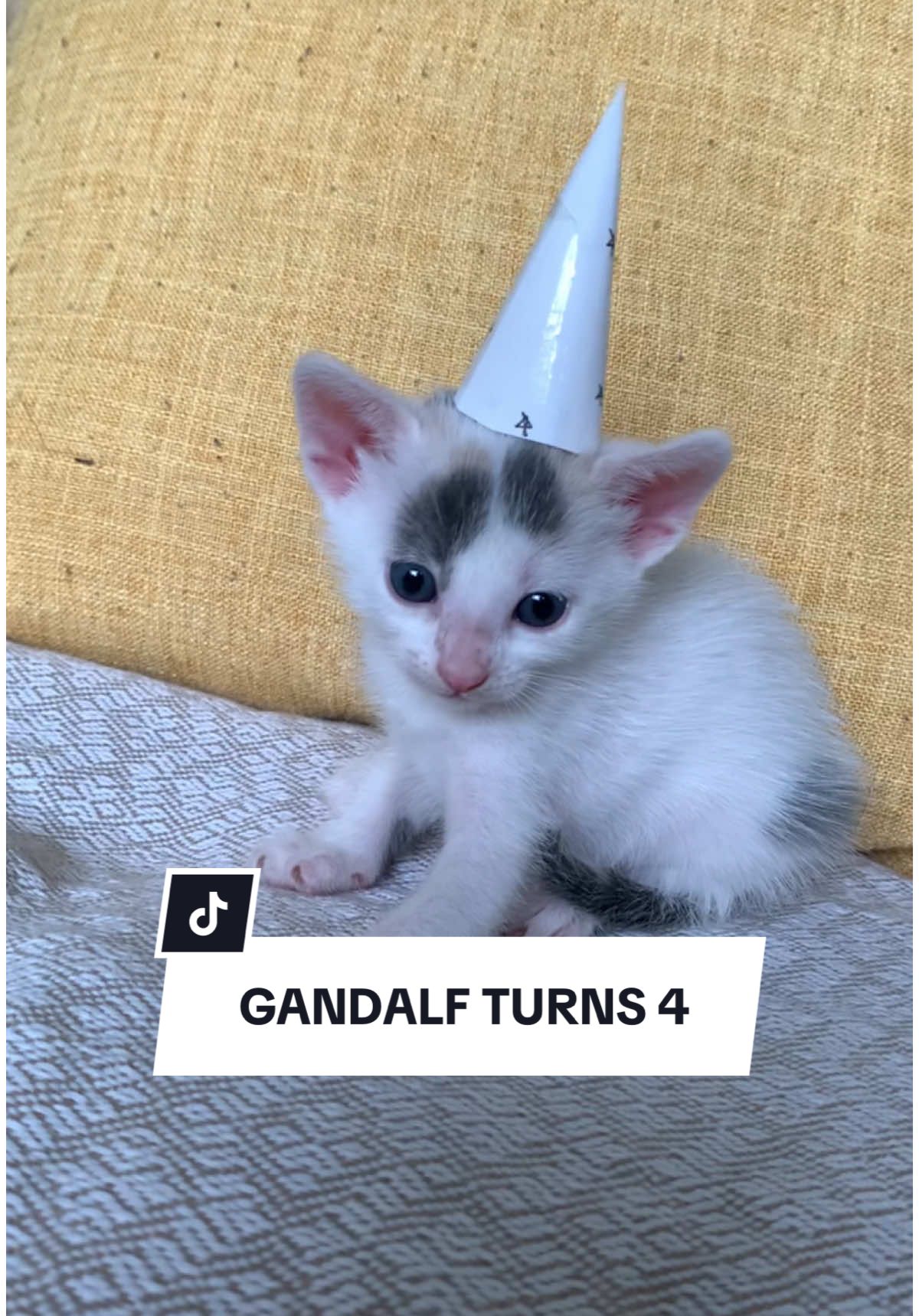 We really did not know what we were in for with this one… and I wouldn’t trade a moment of it for anything! #gandalfthecat #kitten #smartcat #badcat