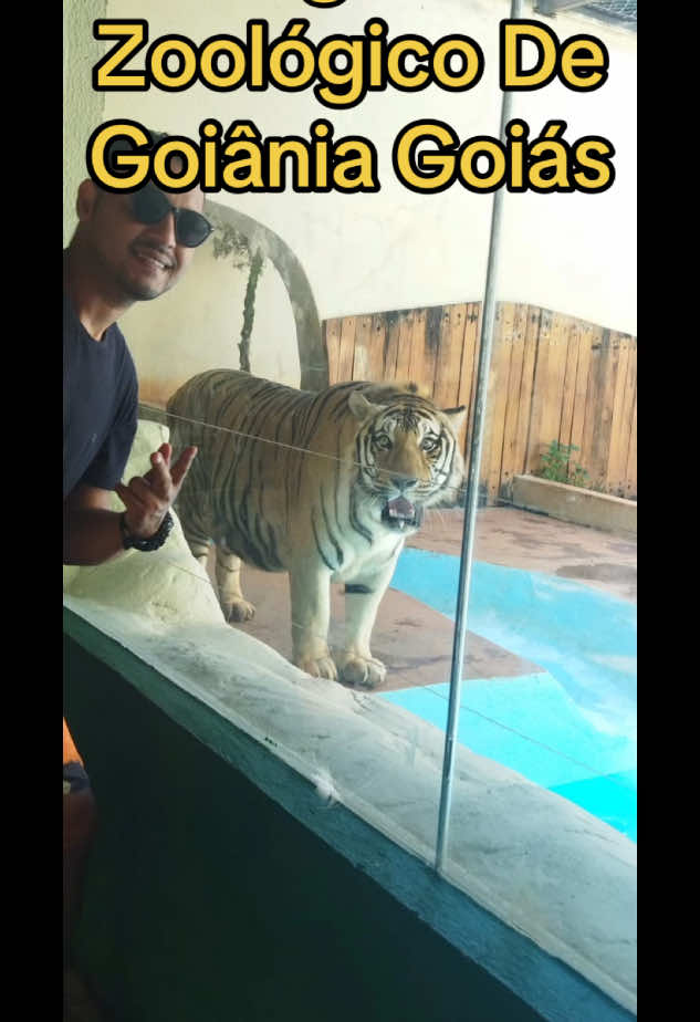 #CapCut  Tigres zoologico de Goiânia Goiás #zoo #zoologico #tigres #tigers #goiania #goias  @flaviane.quintiliano 