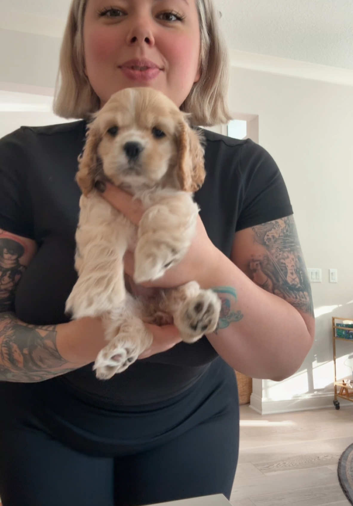 Meet Khaleesi #cockerspaniel 