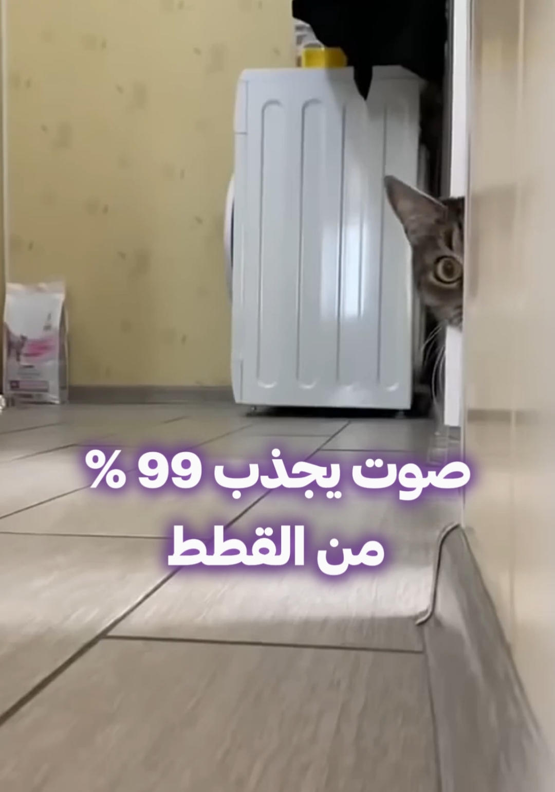 جربنا تجربة صوت مع القطط وشوفنا ردود أفعالهم 👀 هل قطتك بتحب الأصوات الجديدة؟ شاركنا رأيك 🐾 #مكة #kitten #animals #cutecat #funnycat #سوبربتس #عيادة_بيطرية