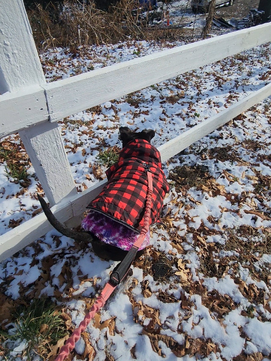 Miss Roxie decided to act like a fool this morning in the little bit of snow ❄️ thankfully I had her leash clipped to me 🙏 #dogsinsnow #dogwalk #pittiesoftiktok #bullybreeds #girldogsoftiktok #staffygirl #dogcommunity #dogsbeingdogs #handsfreeleash 