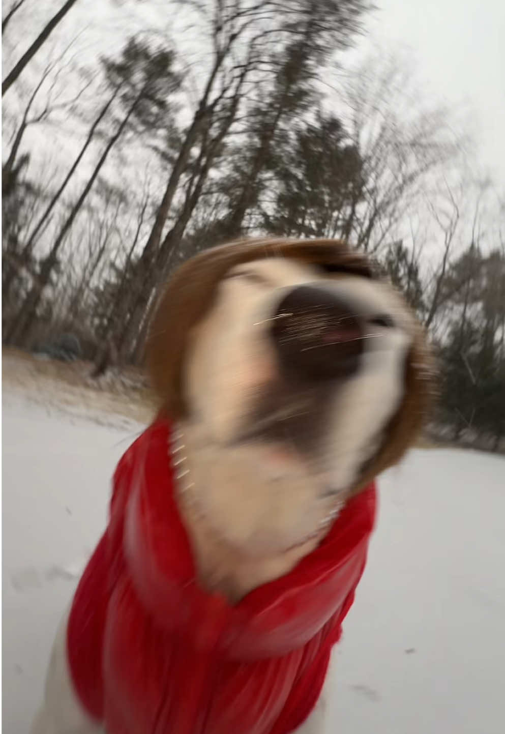 When it snows near Christmas! #christmas  #karenbark #maine 