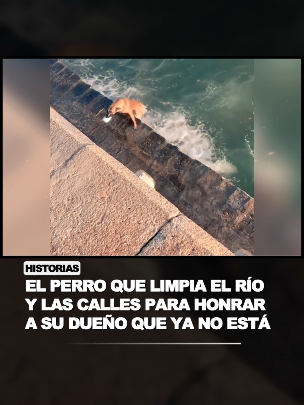 Un Perro Limpia el Río y las Calles en Honor a su Dueño que ya no está 🐶🙏♥️ #perro #perros #perritos #animalestiernos