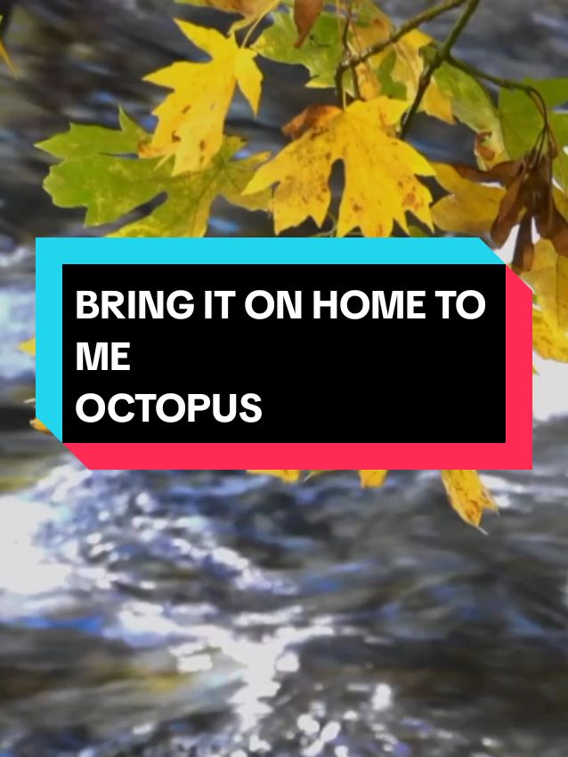 BRING IT ON HOME TO ME OCTOPUS #memorylovesong  #musiclyrics  #sweetmemories  #oldiesmemorysong 