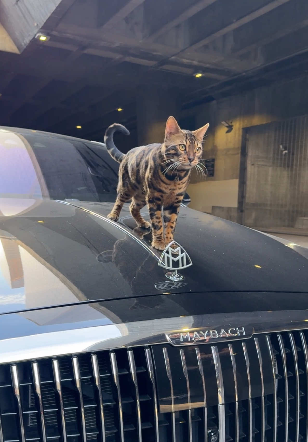 what you know? #bengalkitten #bengalcat #maybach #maybachmusic #fyppp 