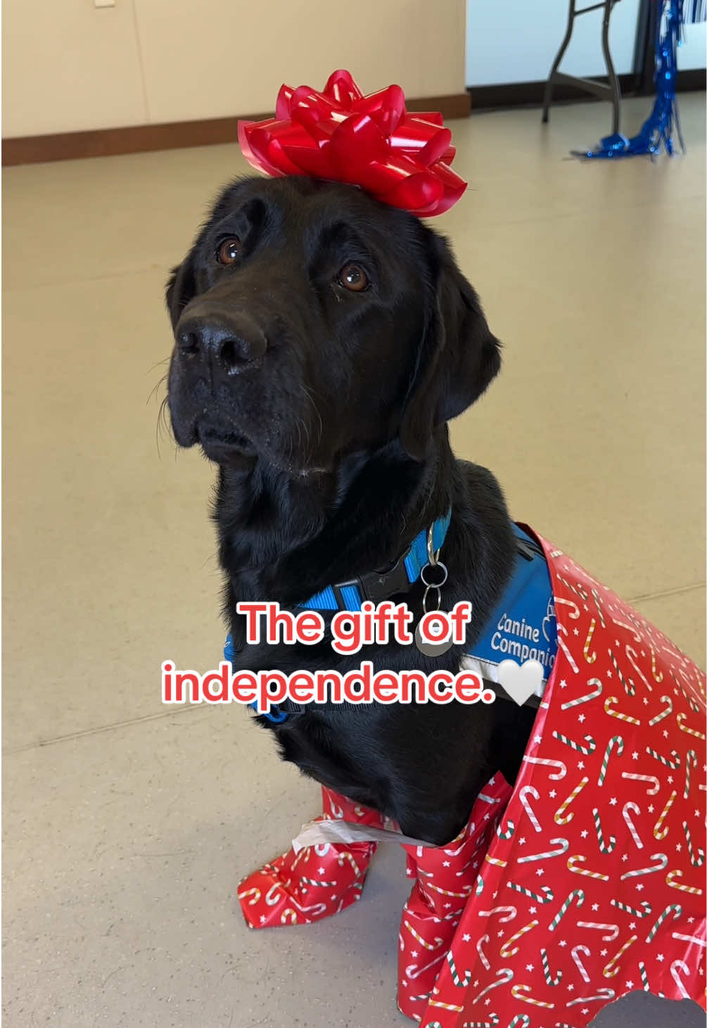 Our #servicedogs give the #gift of independence every day! 🎁♥️  #servicedog #present #giftwrapping #christmas #holiday #dog #dogsoftiktok #servicedogsoftiktok #labrador #caninecompanions #canineorg #fyp #foryou #servicedogintraining #dogtok #christmastime #christmastiktok #holidaytiktok 