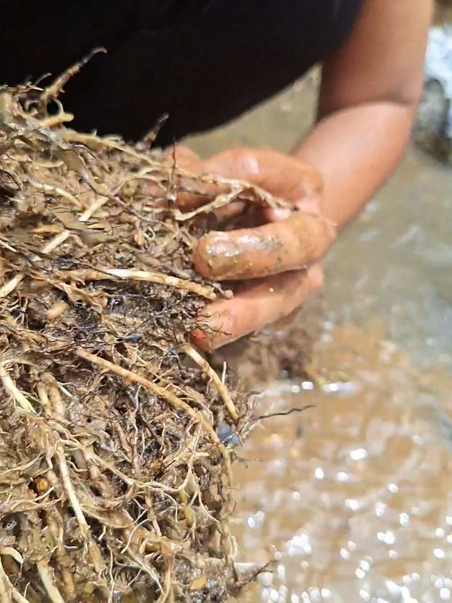 Wow..‼️😱😱 I found gold dust behind these bushes, really surprising.   #goldprospecting  #goldhunting #armangoldhunting #goldprospecting #golddiscovery #goldpanning #goldhunting #lookingforgold #goldrush #goldnugget #goldhunter