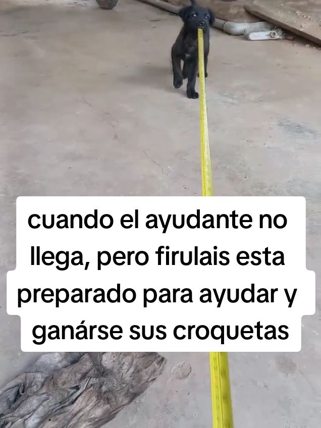 cuando el ayudante no  llega, pero firulais esta preparado para ayudar y ganárse sus croquetas. #perritos#perritostiktokers #perros #perro #perrito #dogs #dog #viraltiktok 