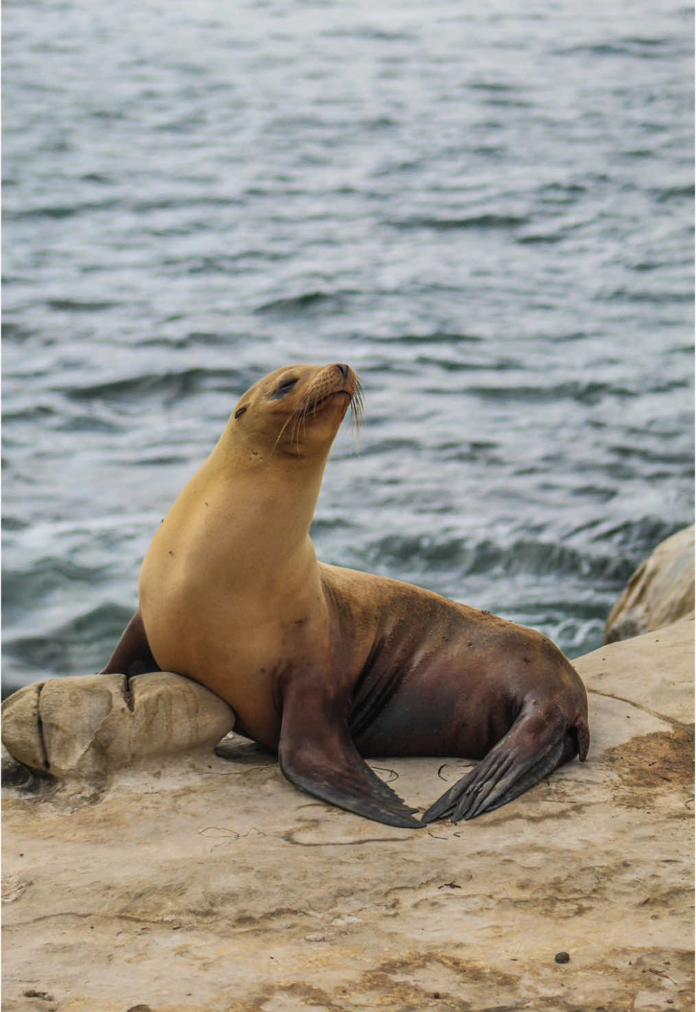 the reality is that these animals are bursting with character and personality, and are all too happy to interact with visitors 