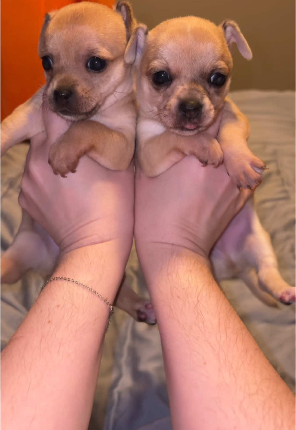 i cant throw them around like that hahahaah #chihuahuastiktok #chihuahuasoftiktok #chihuahuapuppy #puppiesoftiktok #chihuahuaflip 