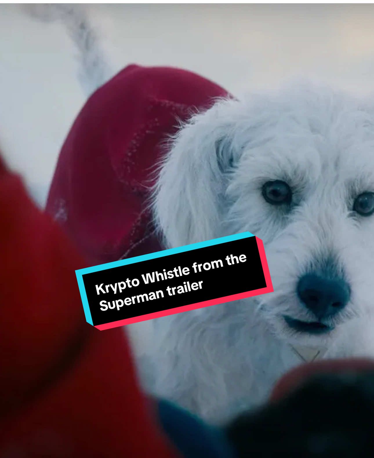 Attempted to whistle like Superman calling Krypto in the trailer…Noah’s my Krypto 🐺! @DC @Superman @James Gunn  #supermanlegacy #superman #supermanmovie #dccomics #krypto #superman2025 