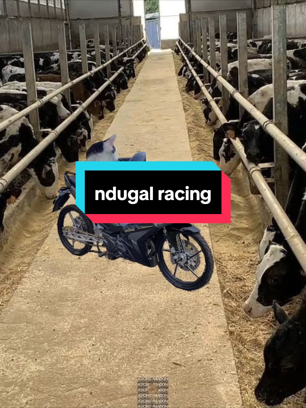 ndugal racing - mata panda || part 4 #memecat #kucinglucu #kucingtiktok #memekucing #tiktokkucing #fyp #viral 