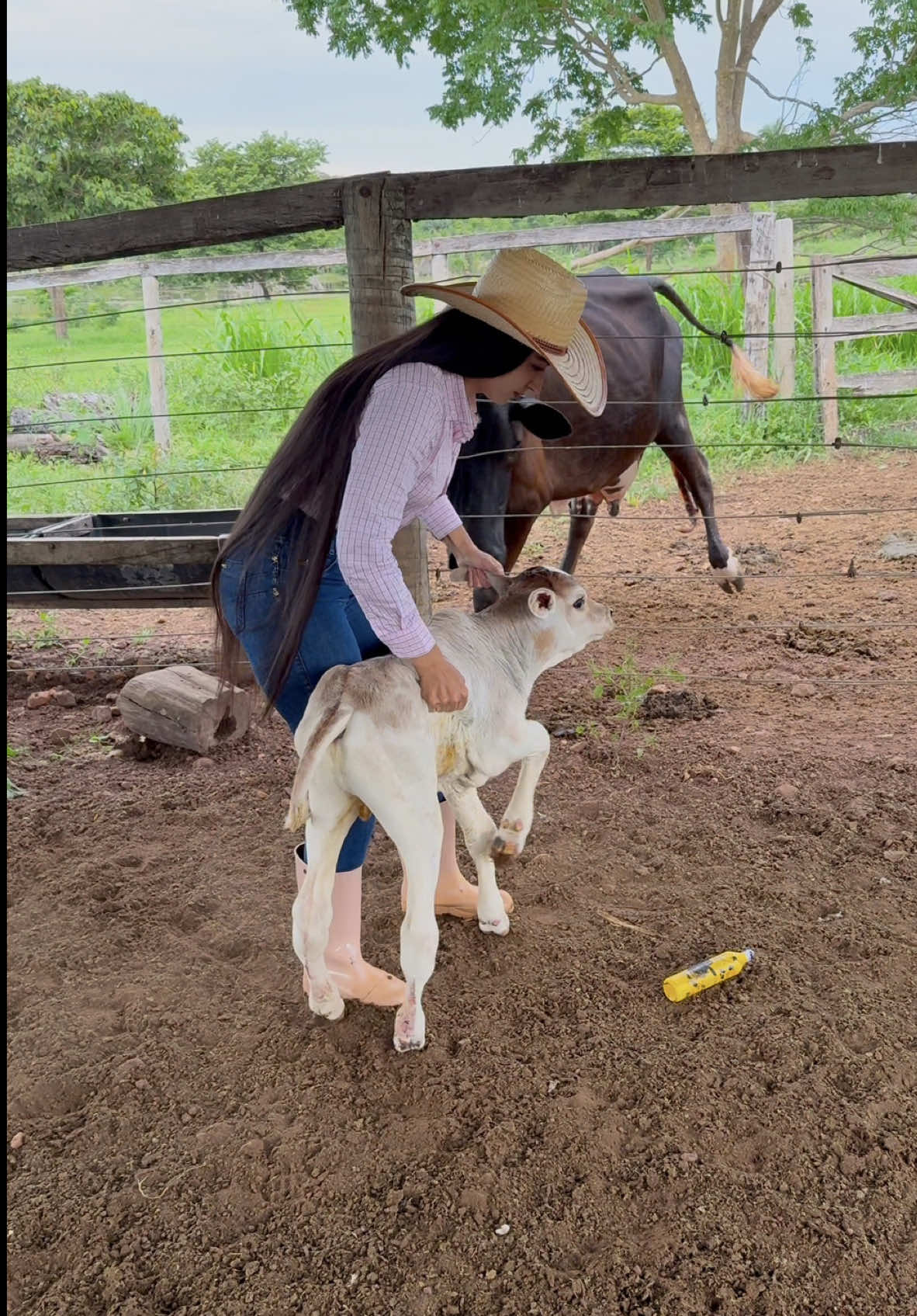 Curando Umbigo do bezerro recém-nascido🤠 . #roca #natureza #gado #curral #roça #fazenda #sistemabruto #cabelodossonhos ##cabelonatural #recemnascido #mulhertop #chapeu #vacas #terra #amorporanimais #camisa #vidanaroca #mulher #bezerro 