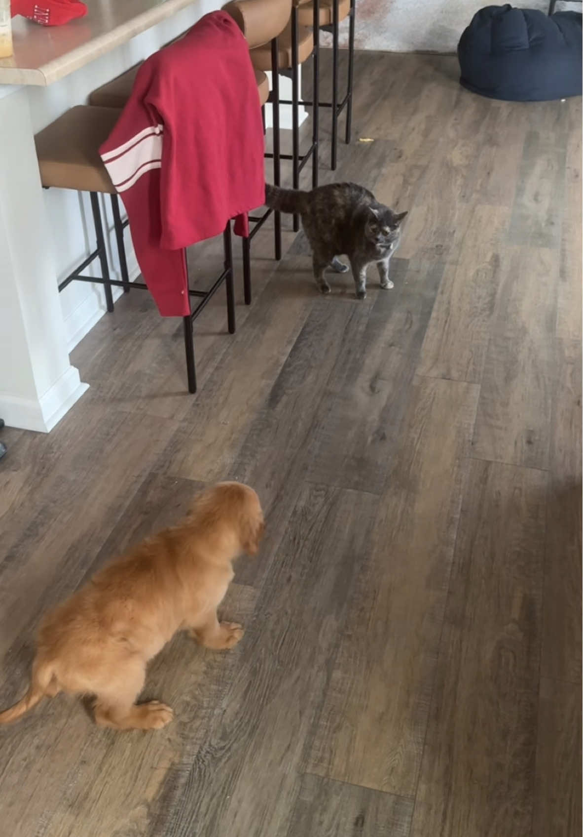 Meeting my sister for the first time was let’s just say INTERESTING #dog #dogsoftiktok #dogs #golden #goldenretriever #puppy #puppytiktok #puppylife #goldenpuppy #fy #fypシ #fyp #cute #cutepuppy #fypシ゚viral #cat #catsoftiktok #catsmoves #dogsandcats 