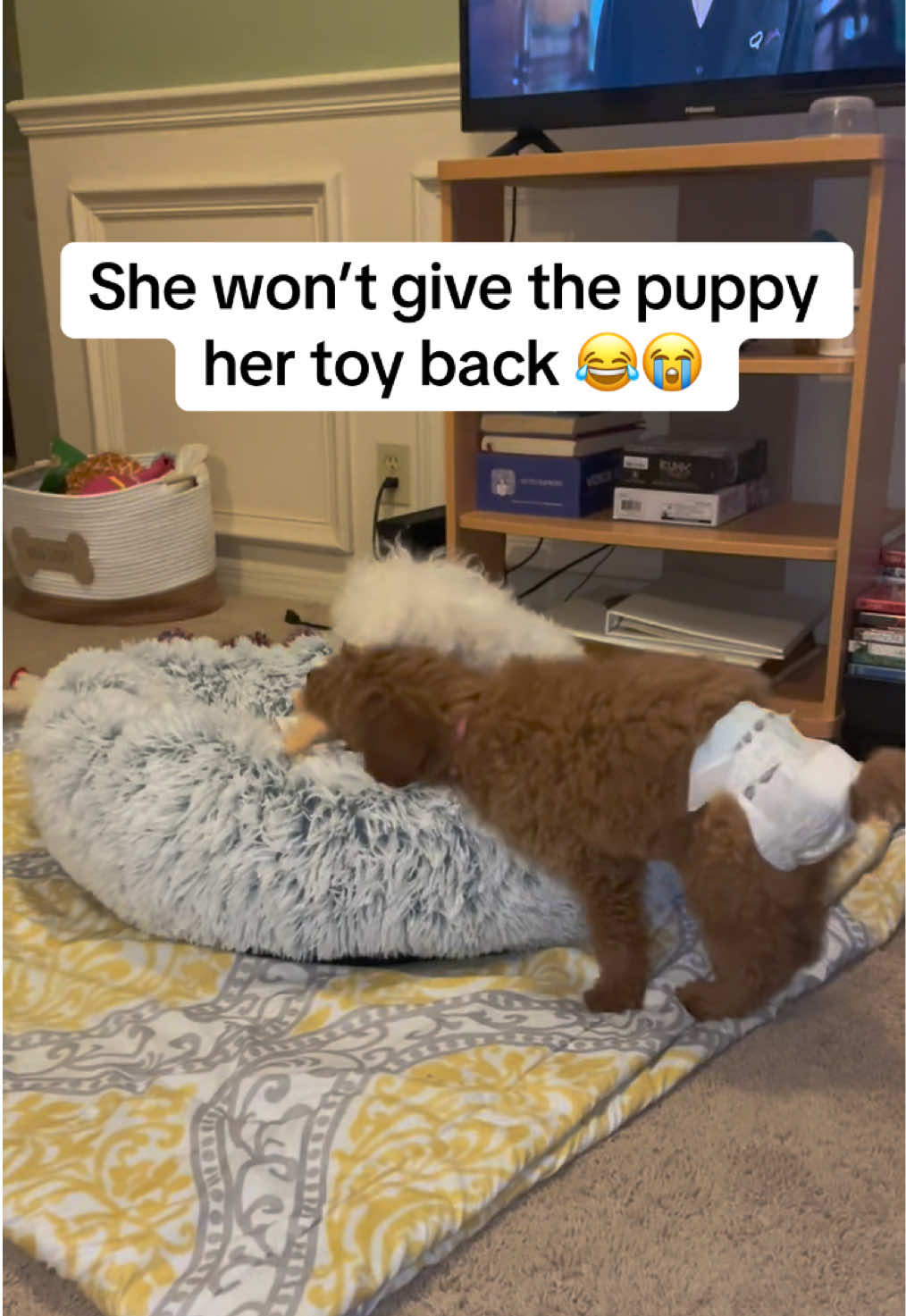 Poor baby 😂 #puppy #dogsoftiktok #dog #bichonfrisé #goldenretrieverpuppy #goldendoodle #goldenretrieverlife 