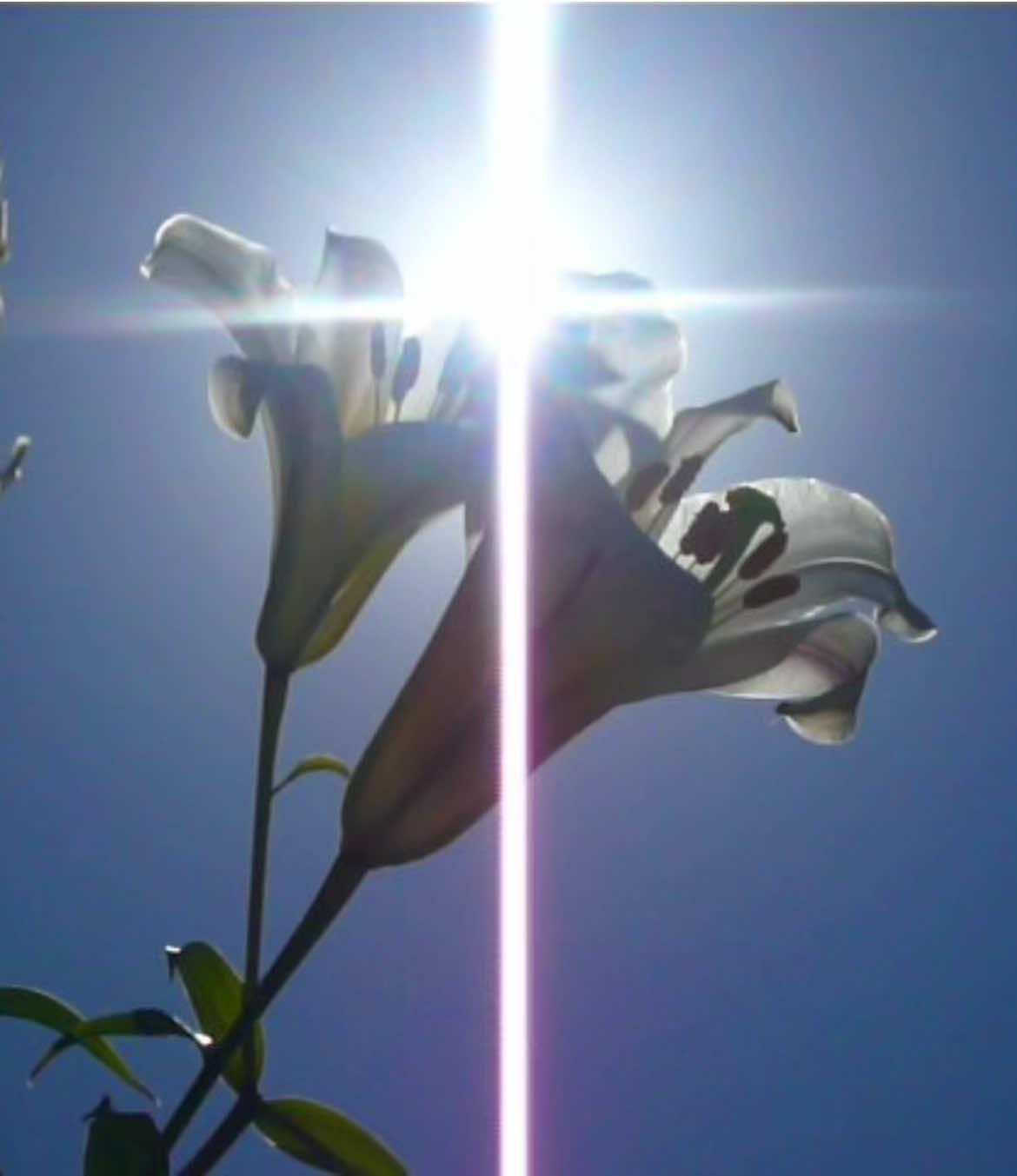 #digicam #digitalcamera #pointandshoot #oldcamera #videodiary #nostalgia #memories #nature #early2000s #roadtrip #trees #nz #flowers 