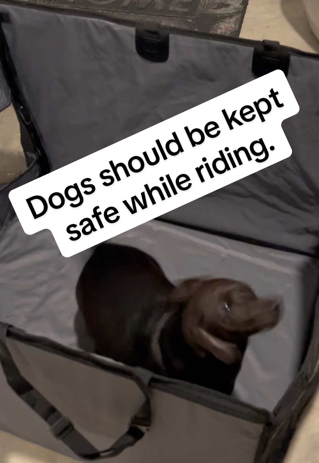I have taken my dog on more car rides this year than ever before because I actually feel like she is safe in this seatbelt.@MIXJOY SHOP #dog #dogs #dogsoftiktok #doggycare #carseatfordog #dogmom #dogtok #doggo #dogsridingincars #dogsafety 