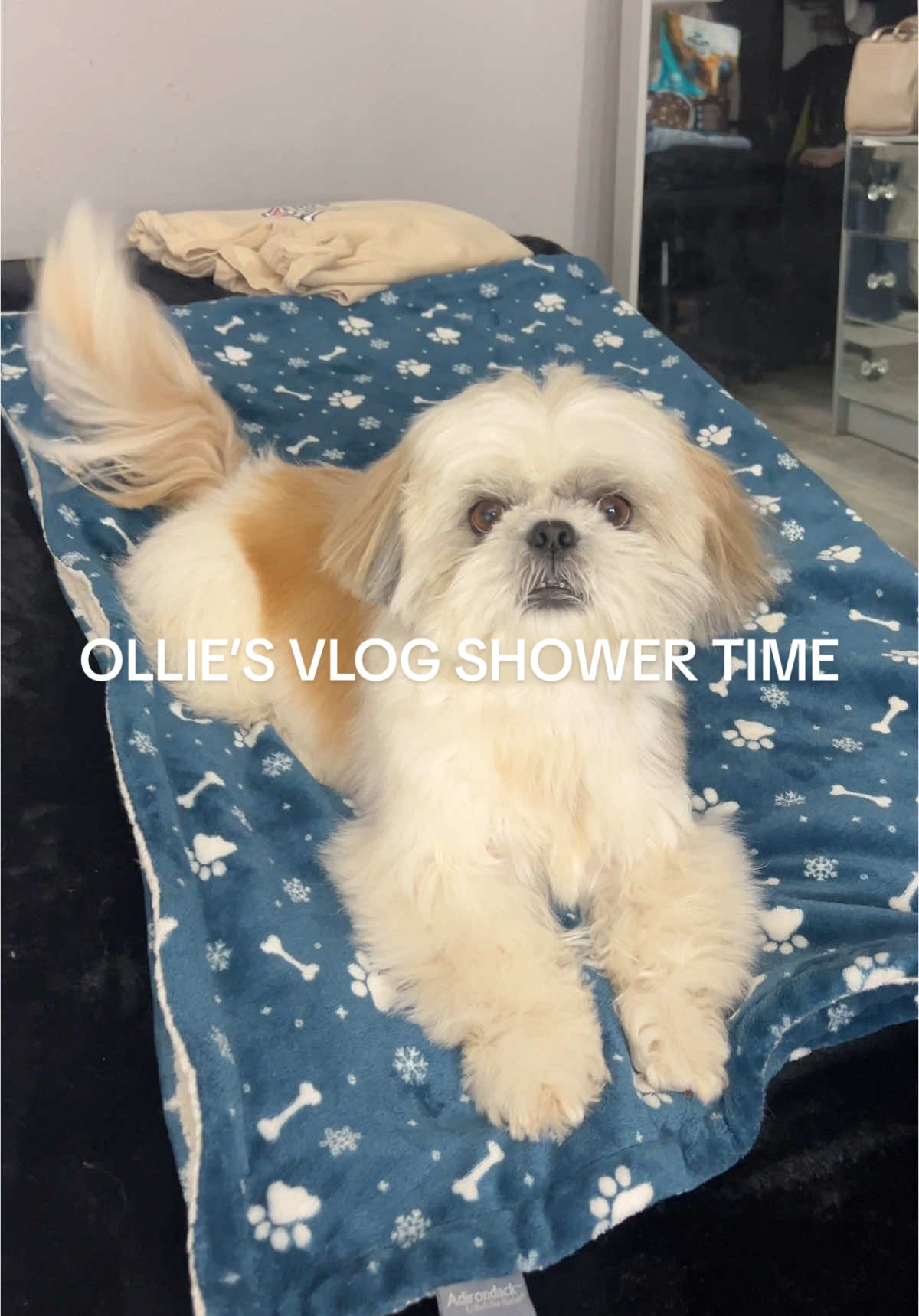 INSTA/YT: JANETTESOBERANES #fy #ollie #foryoupage #paratii #fypシ #shower #puppytiktok #puppy 