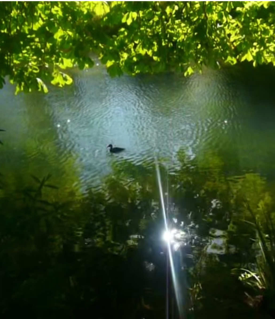 ducks in the avon river in christchurch #digicam #digitalcamera #pointandshoot #oldcamera #videodiary #nostalgia #memories #nature #early2000s #river #creek #ducks #aotearoa 