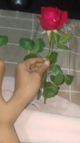 #ভালোবাসার_লালা_গোলাপ 
