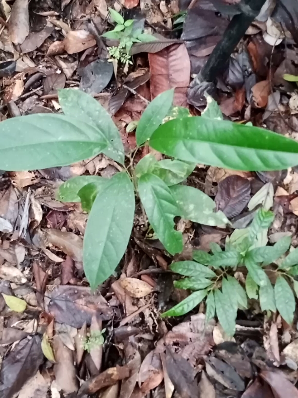 penampakan daun taguh sahari. hutan kalimantan menyimpan berbagai macam  keajaiban,salah satunya tanaman daun taguh sahari