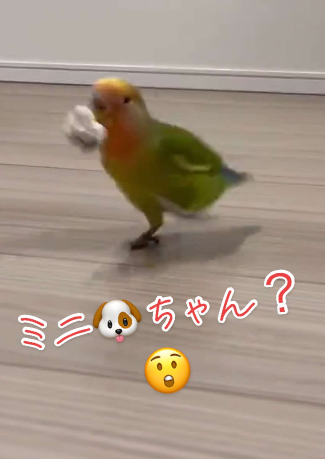 紙玉を持ってくる可愛いインコ #コザクラインコ  #文鳥とインコいる生活  #タンタンとキュウちゃん