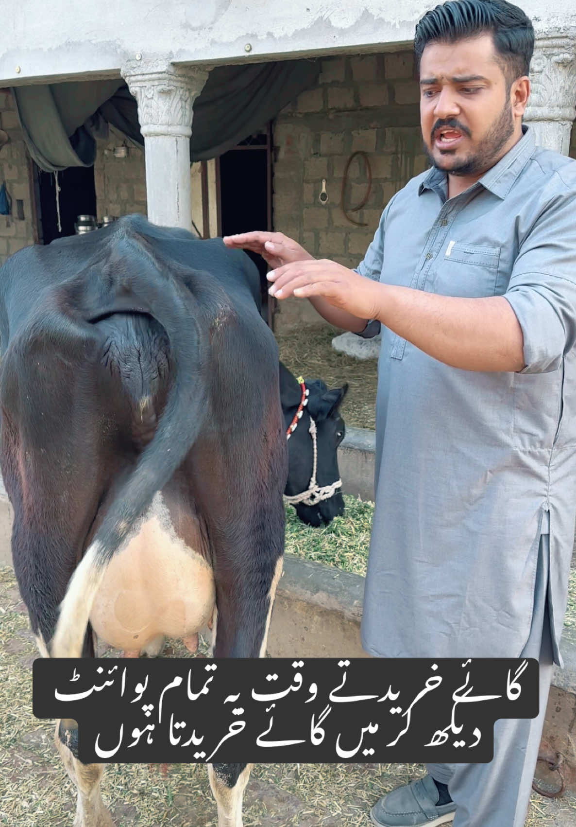 How to purchase cow | cow ki pehchan #reels @Rai Saqib Ali @Hafiz Azhar juttPak Buffalo @Okara animal Tv 