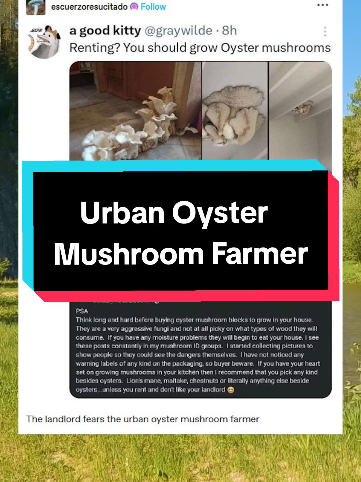 Renting? you should grow oyster mushrooms. The landlord fears the urban oyster mushroom farmer. #qna #tumblr #funny #storytime #rent #landlord #mushrooms 