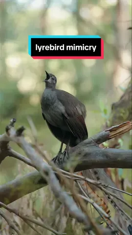 Male lyrebird projecting a string of mimicry into the forest, during the winter breeding season 🪶 It’s a busy time of year so it has been a challenge to capture new content. Here’s a lyrebird clip from that I never posted!  #lyrebird #bird #birdwatching #birdsong 