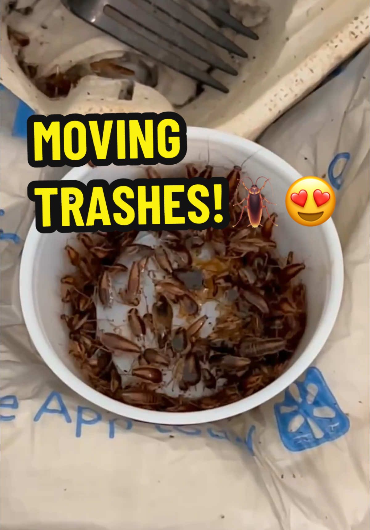 MOVING TRASHES!🪳 #roaches #cockroaches #freecleaning #deepcleaning #pestcontrol