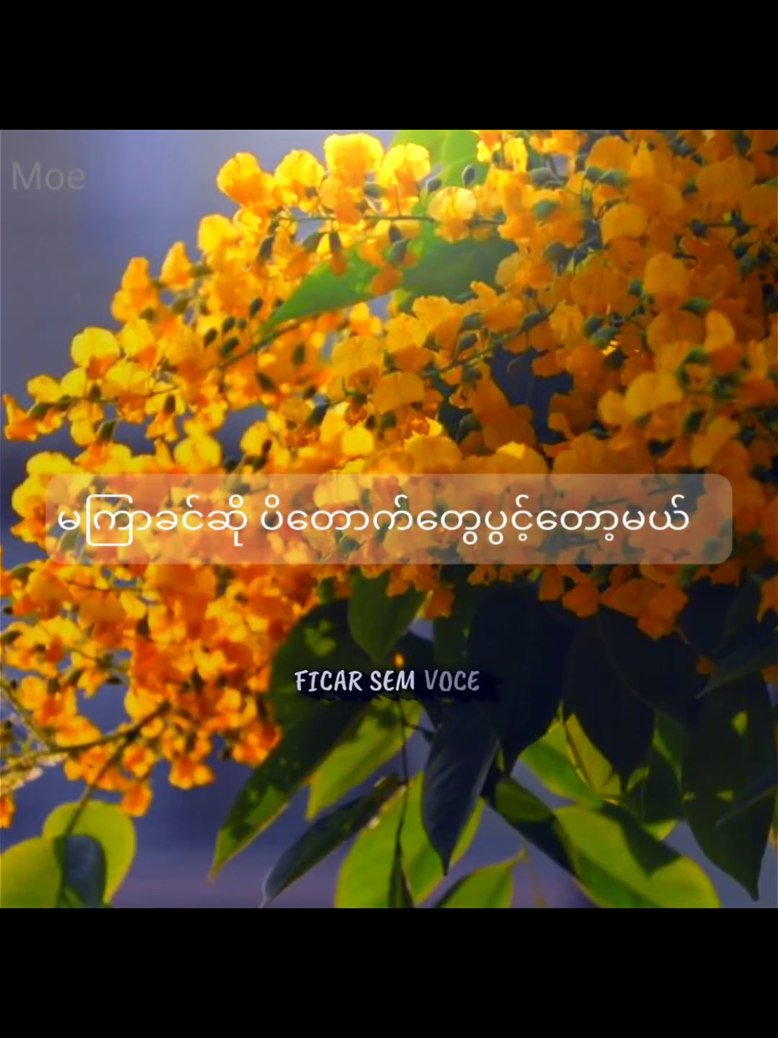 ပိတောက်💛#fyp #japan #foryou #padauk #myanmarnationalflower 