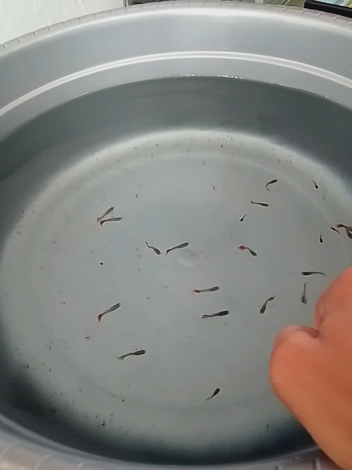 Nanti Emak Marah😭 #guppy #guppyfish #guppyfarm #peternakmuda #ikanhias #hobi #viralvideo #bang_guppyciamis