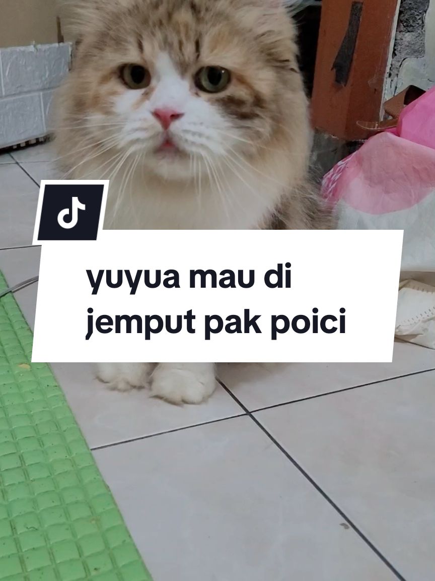 kyknya yua gk jera deh nabok mamaknya 🙄