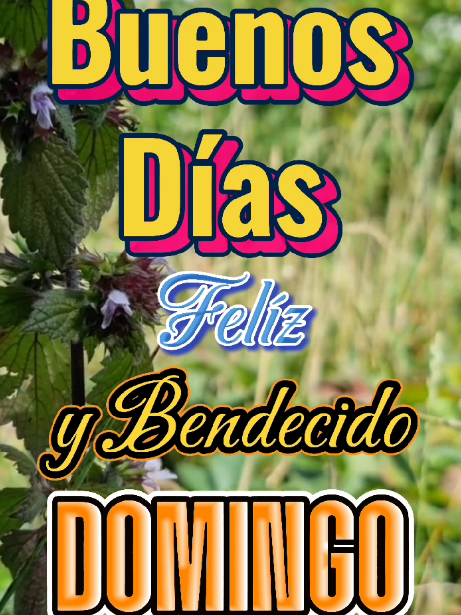 Felíz y Bendecido Domingo #buenosdias #felizdia #videoviral #parati #fypシ゚ #domingo #felizdomingo #bendiciones 