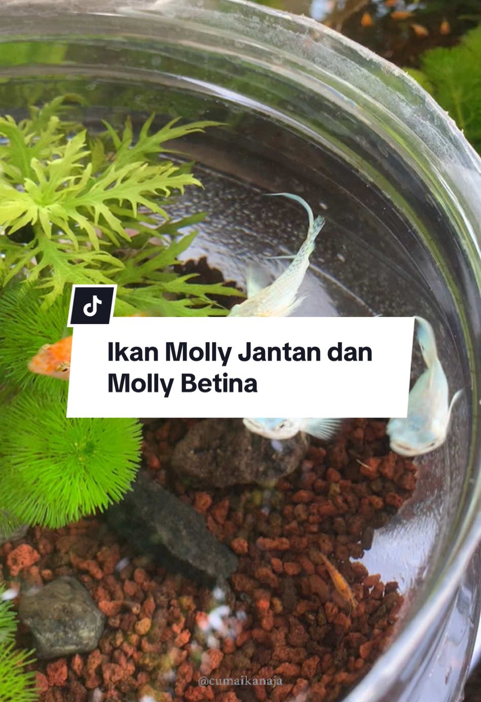 ciri ciri ikan molly jantan dan betina #peliharaikandigalon #ikanmolly #fypシ 