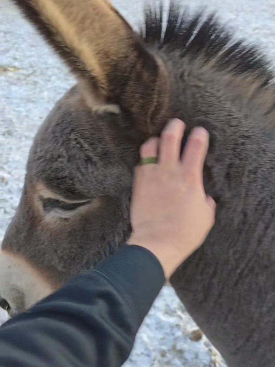 #donkey #farmlife 