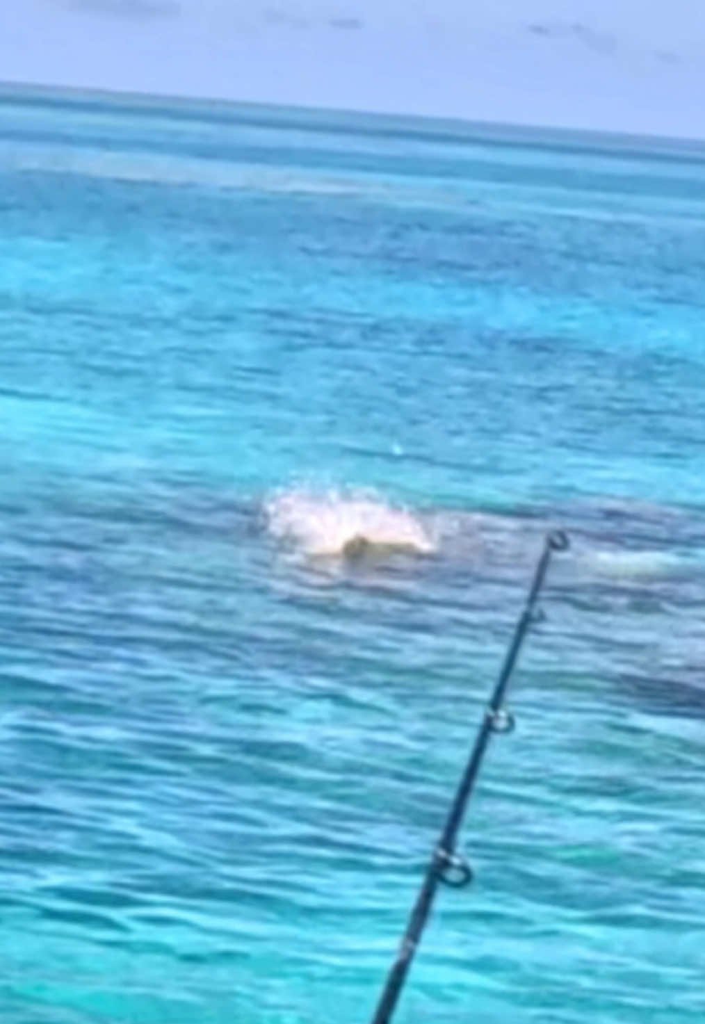 Did you see where he rushed out from?! 🤯🤯 Also, very cool to see a fish get airborne on a prop bait at the reef. (@Chasebaits AU 130mm drunken mullet).  #fishing #topwater #bigfish 