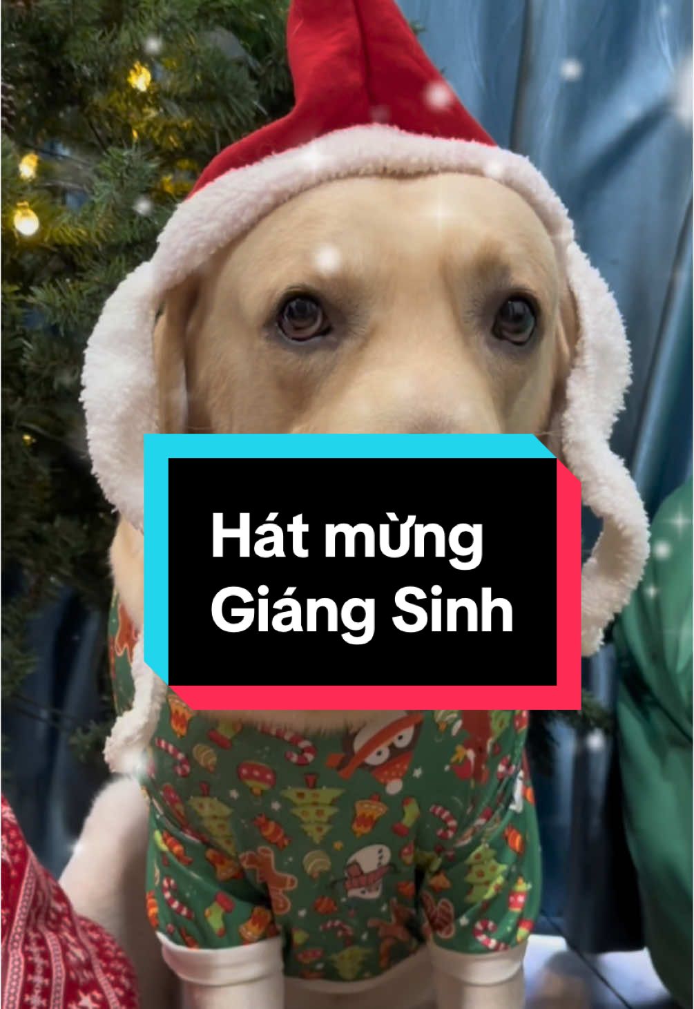 Dáng xinh đón Giáng Sinh 🎄🎄 #bánhmì #labrador 