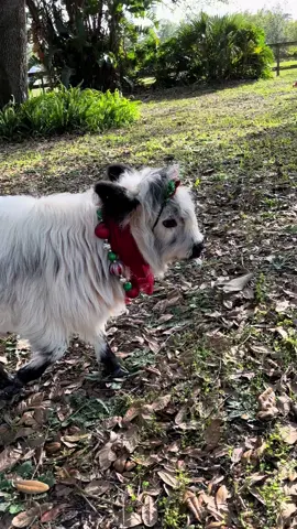 Throwback to my beautiful Starla! Merry Christmas!🎄#minicow #fluffycow #babycow #fyp #cow #cowlover #moo #fluffy #cuteness #christmas #merrychristmas #highlandcow #cuteanimalsoftiktok #calvesoftiktok 