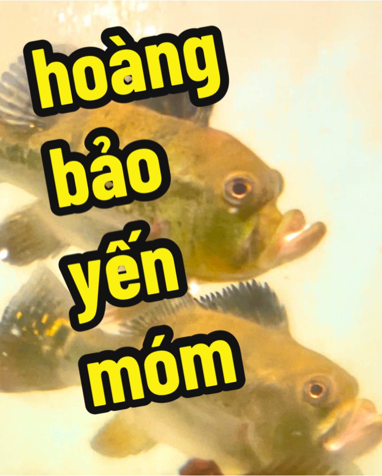 hoàng bảo yến móm dành cho ae suu tầm   #KENTFISH #MAYINVIETNAM :  26 ngõ 1O7 Hồng Mai - hai bà trưng - Hà Nội 