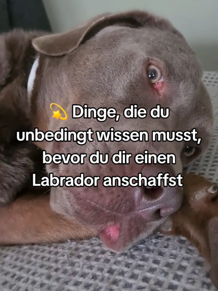 💫 Dinge, die du unbedingt wissen musst, bevor du dir einen Labrador anschaffst! Schau dir das Video bis zum Ende an und schreib mal in die Kommentare, welche Rasse du am liebsten magst. #lustigehundevideos #hundeliebe #labrador #labradorsoftiktok #hundevideos #labradorlustig #labradorretriever #hund #glücklicherhund #besterfreund #paddyspfötchengang 