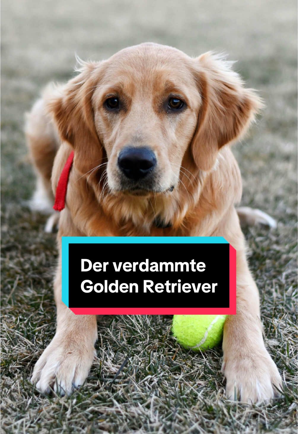 Triff den Golden Retriever. #goldenretriever #hundeliebe #hundevideos #hundefakten 