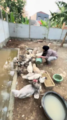 Repost 31 Agustus 2024… #fypage #fypシ゚viral #viralvideo #unggas #kandang #ternak #entogjumbo #peternakmuda 