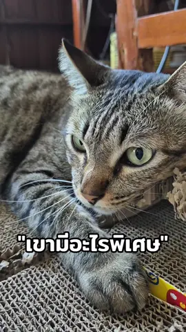 เขามีอะไรพิเศษ? 😻🐈✨️💕 #MyLilMoney #catsoftiktok #cat #catlover #tiktokcats #ทาสแมว #สวนสัตว์tiktok #mypet #ที่ลับเล็บแมว #ที่ลับเล็บน้องแมว 