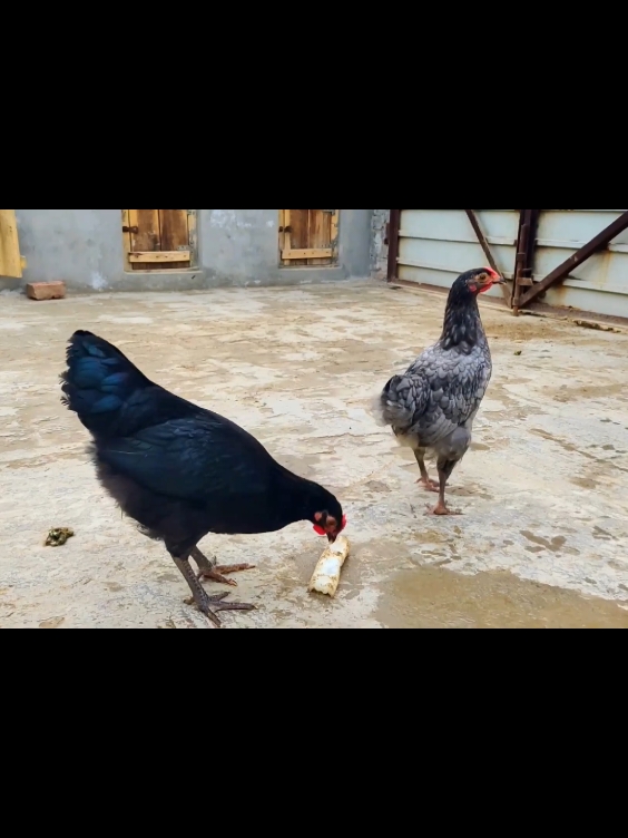 chicks growth day by day in 150 days🐤 #foryou #feed #chicks #hatchingeggs #layingeggs #birdslife #viral #unfreezemyaccount #eggs 