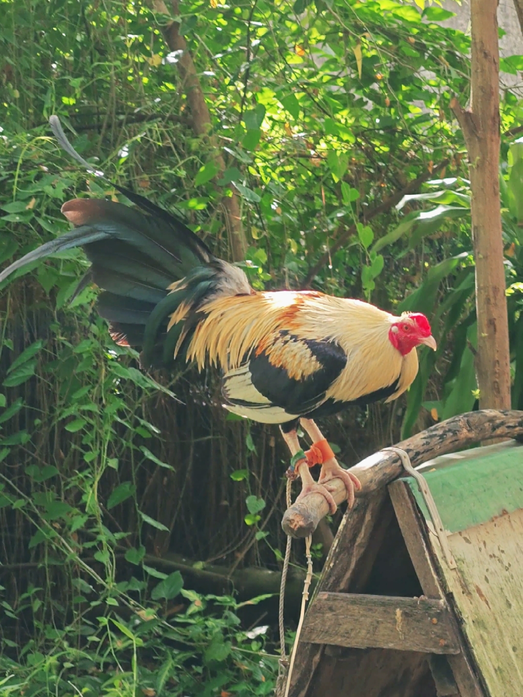 windy sunday! #manok #fyp #FYP #foryou #minitexas 