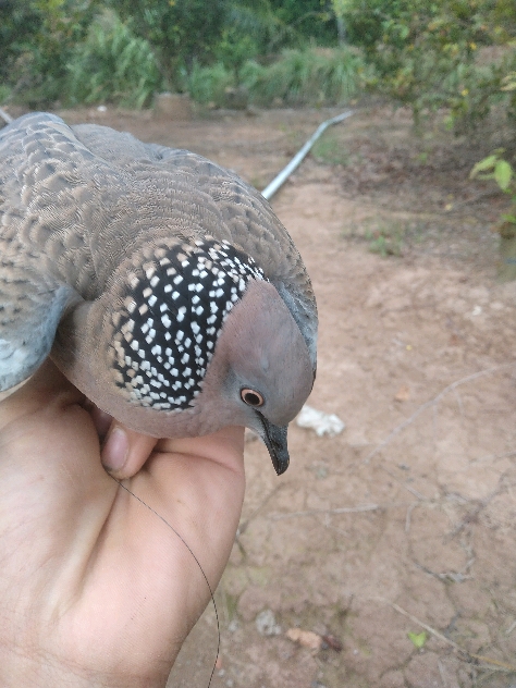 tiếng em bổi này ác quá #đammechimcugay #bird #vanphuoc #trieuviu 