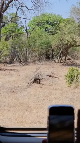 🎶 Hakuna Matata 🎶 When was the last time you saw a real live Pumba scratch its butt on a log 🤣 #krugernationalpark #southafrica #pumba #warthog #hakunamatata #oneoftheuglyfive #scratchingitsbutt 