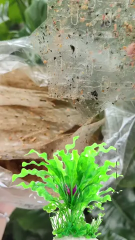Bánh tráng muối Rong Biển 500gr chay mặn đều dùng được. #diemmytani . 